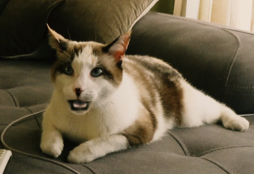 Isabel